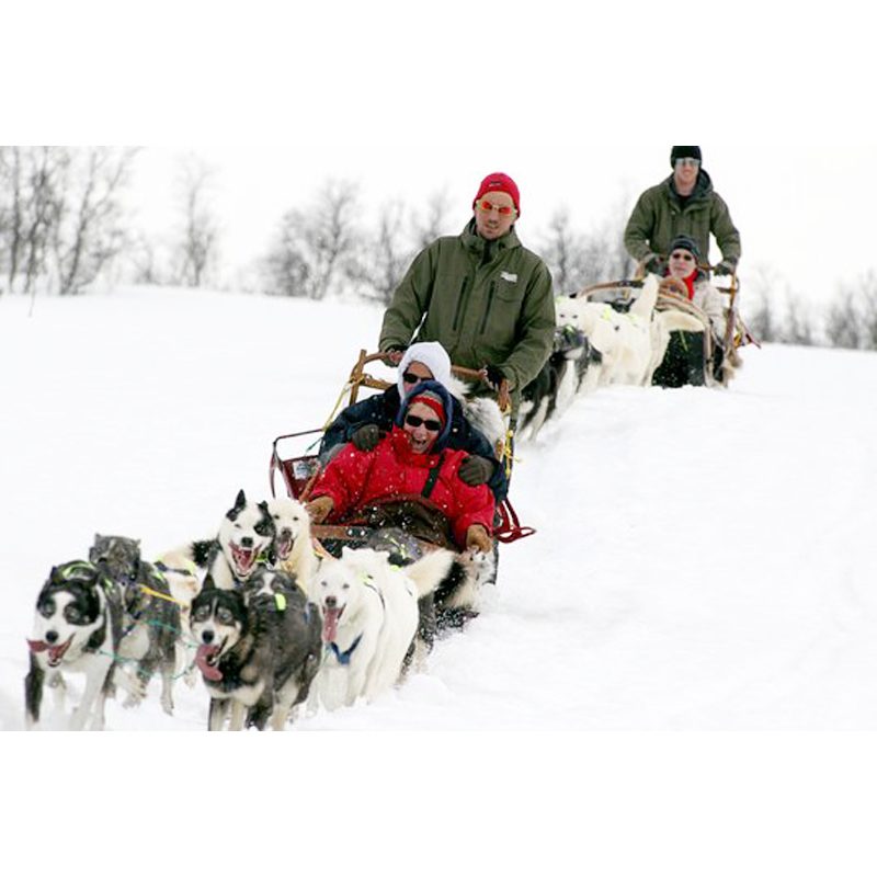 dog sledding 