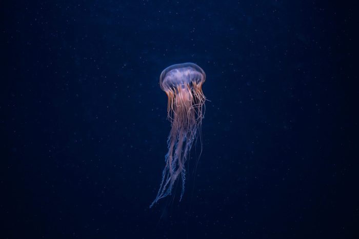 colorful jellyfish dancing