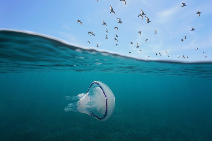 Mediterranean gulls flying in the sky with a barrel jellyfish underwater, split view above and below water surface, Spain, Costa Brava, Catalonia, Girona
