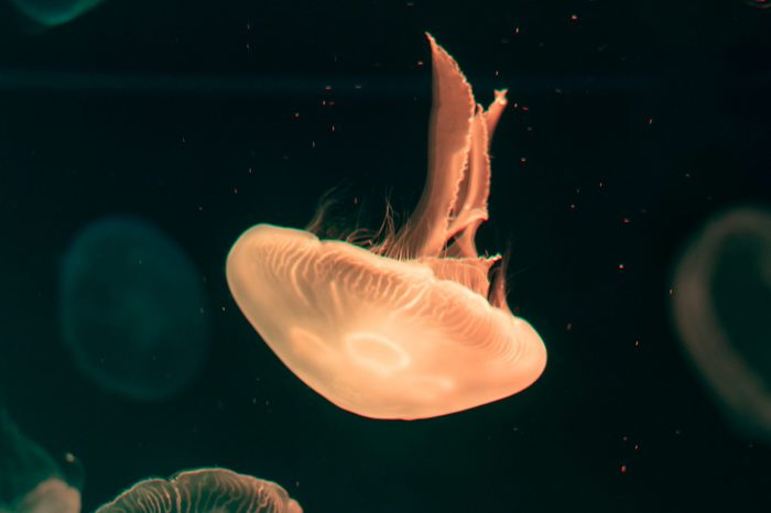 Close-up Jellyfish, Medusa in fish tank with neon light. Jellyfish is free-swimming marine coelenterate with a jellylike bell- or saucer-shaped body that is typically transparent.