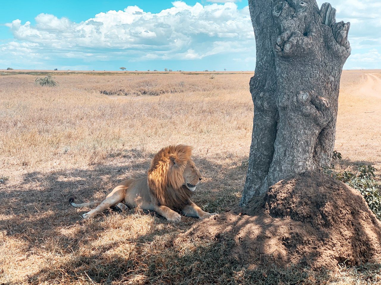 lion