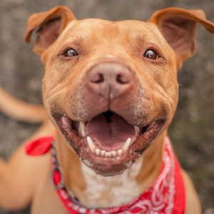 Dog wearing a red bandana, smiling widely against a blurred outdoor background.