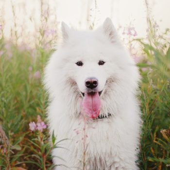 White fluffy dog sits with tongue out in a field of tall grass and pink flowers.