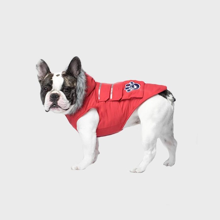 Bulldog wears red coat with fur-lined hood indoors, featuring blue paw print patch and reflective strips on a plain background.