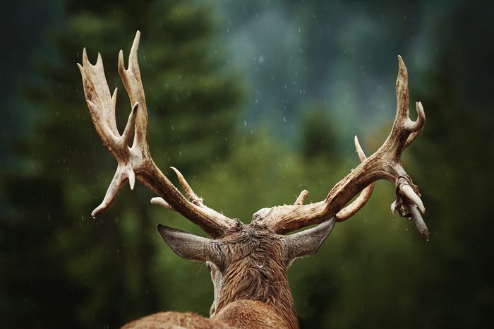 Mature Red Deer Stag with Big Antlers