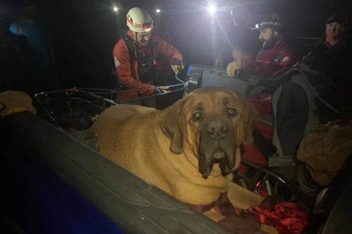 floyd the mastiff