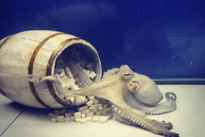 octopus
