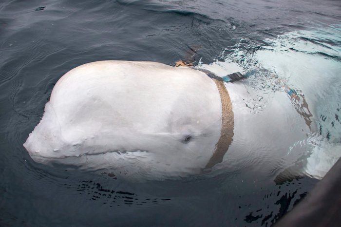 the whale who was a spy