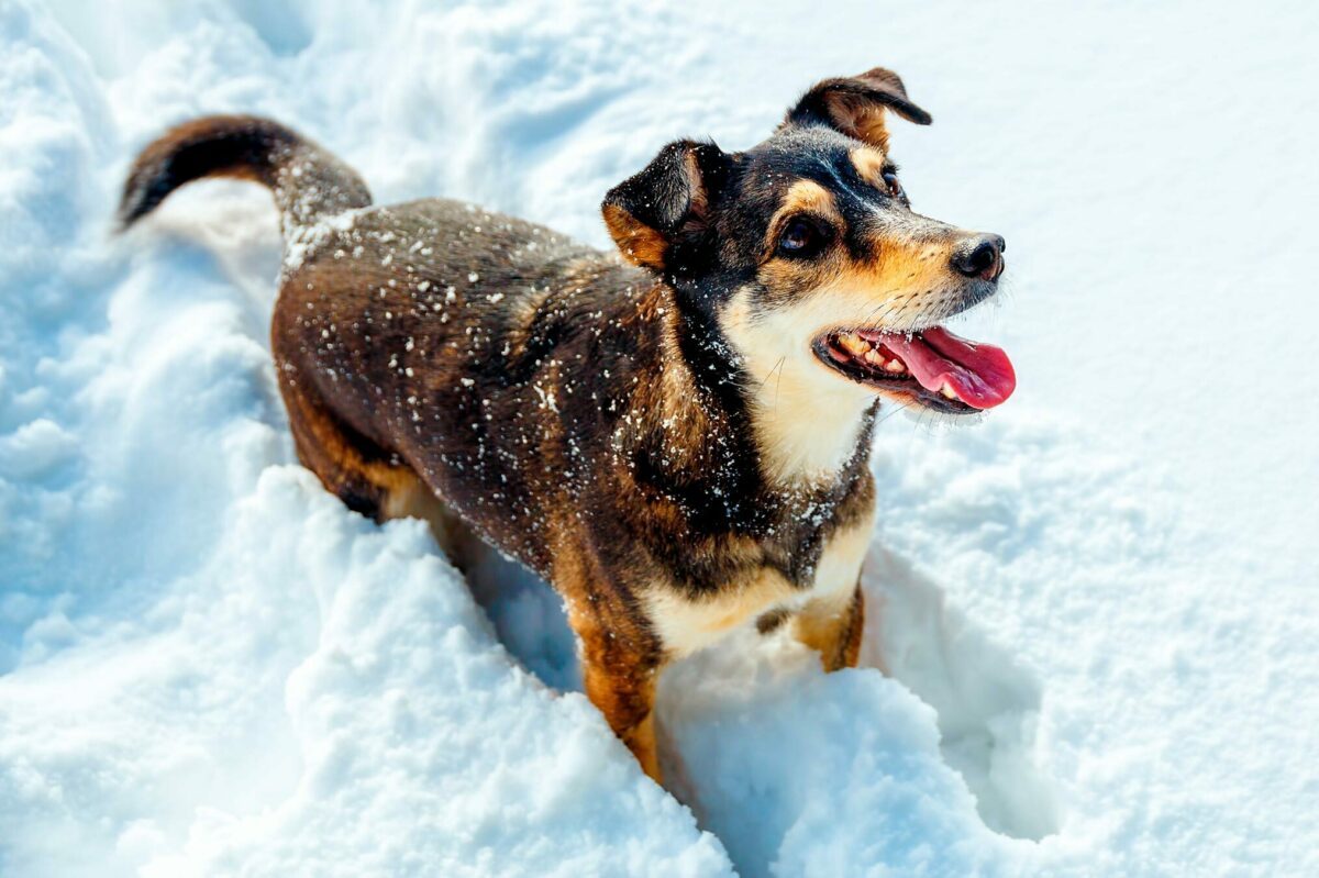 How Cold Is Too Cold for Dogs? A Winter Survival Guide for Pet Parents