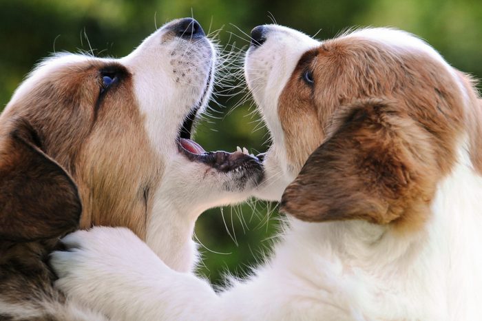 Cardigan Welsh Corgi puppies playing