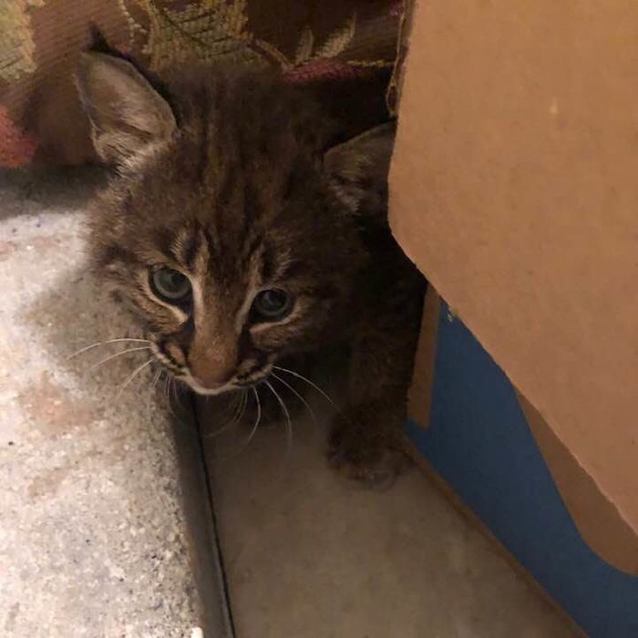 bobcat