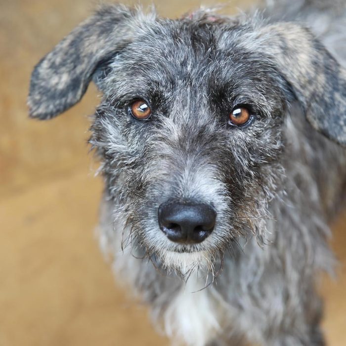Rd Adopt Shelter Dogs Kergan Courtesy Lisa Marie Conklin