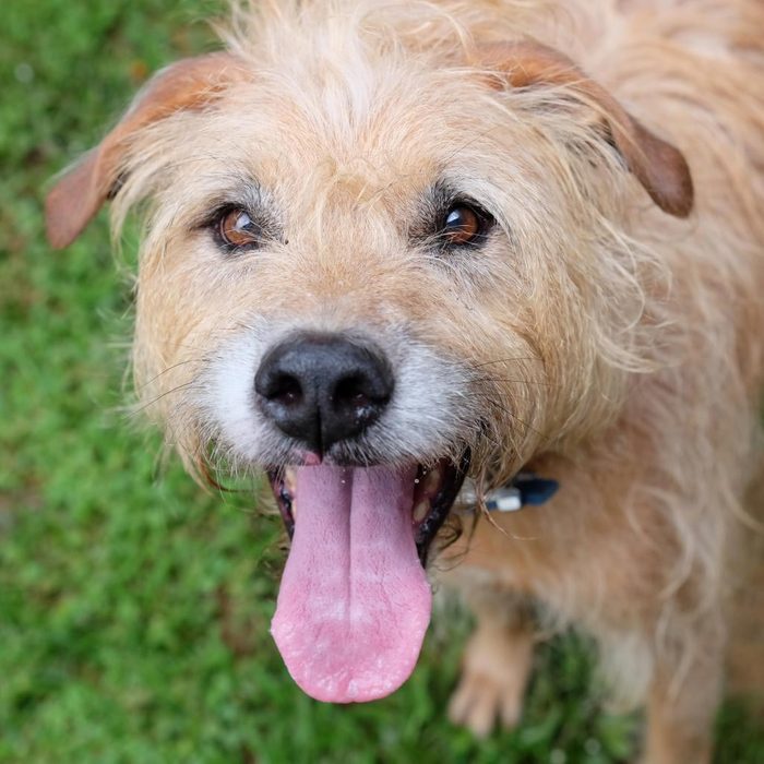 Rd Adopt Shelter Dogs Mariano Courtesy Lisa Marie Conklin