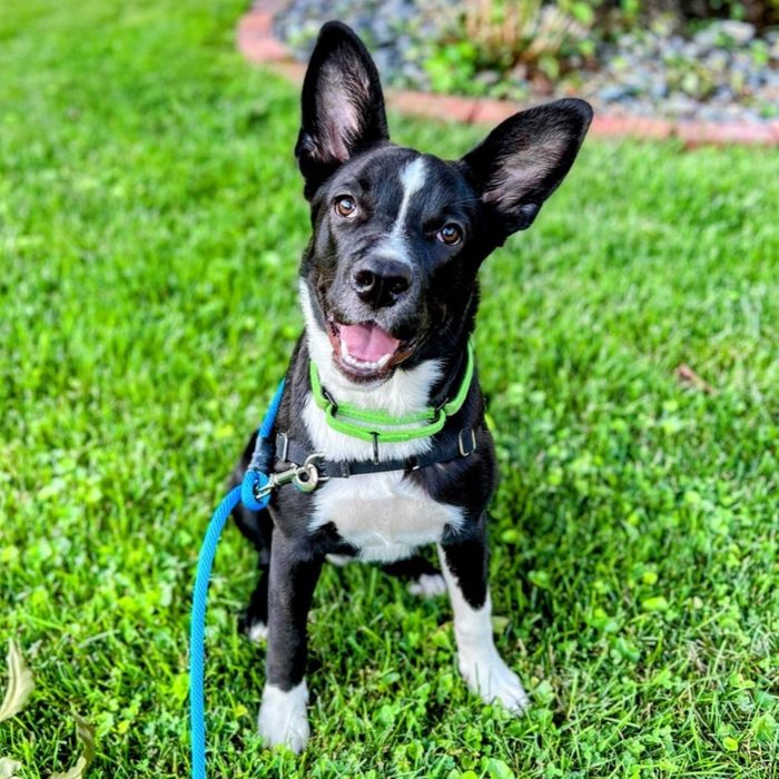 Rd Adopt Shelter Dogs Ruby Courtesy Lisa Marie Conklin