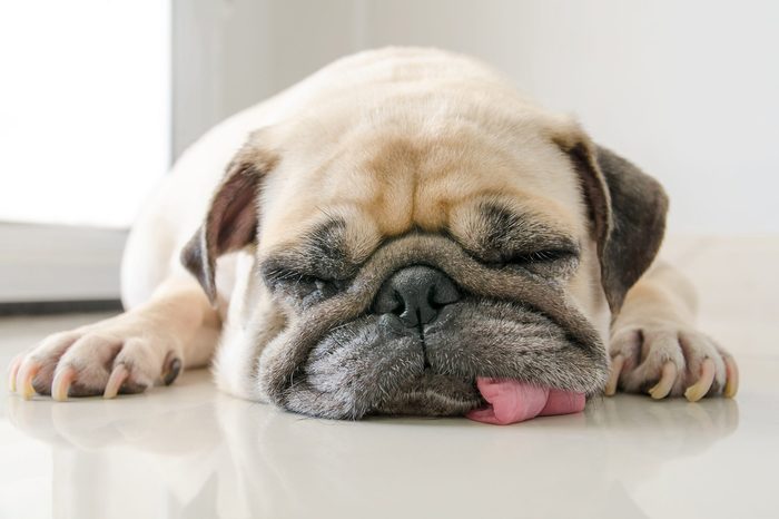 dog sleeping