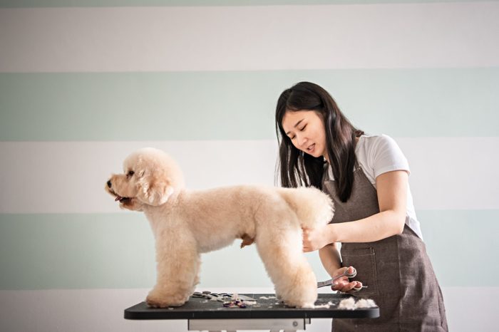 dog groom