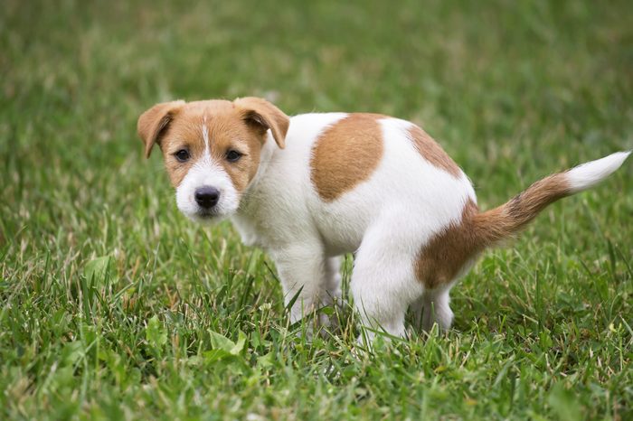 dog pooping