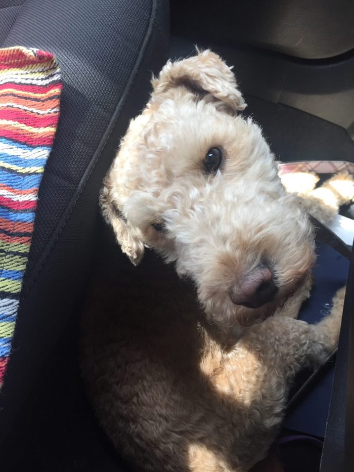 dutch the dog
