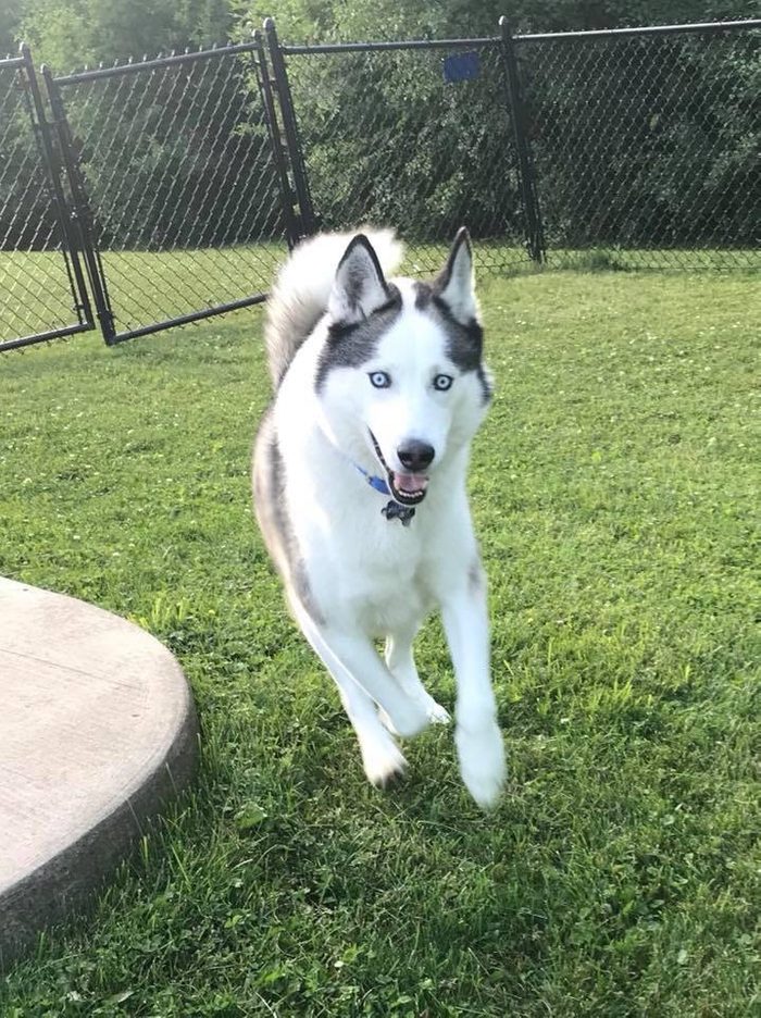 loki the dog