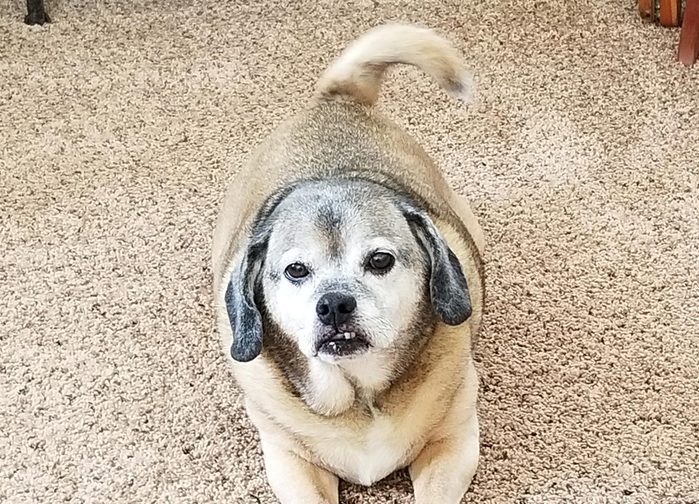 tucker the dog