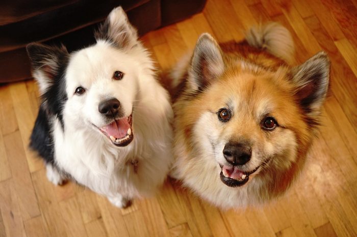 Two Canine Dog Companions Look at the Camera