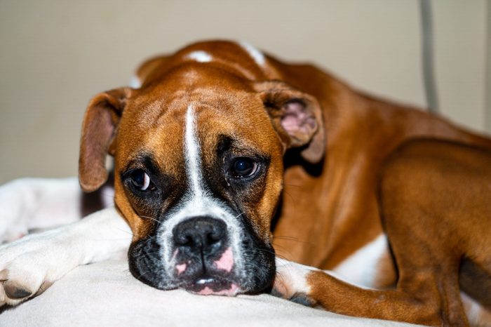 Boxer Puppy Laying Down