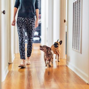 Person walking with two dogs along a wooden hallway, one dog looking upward.