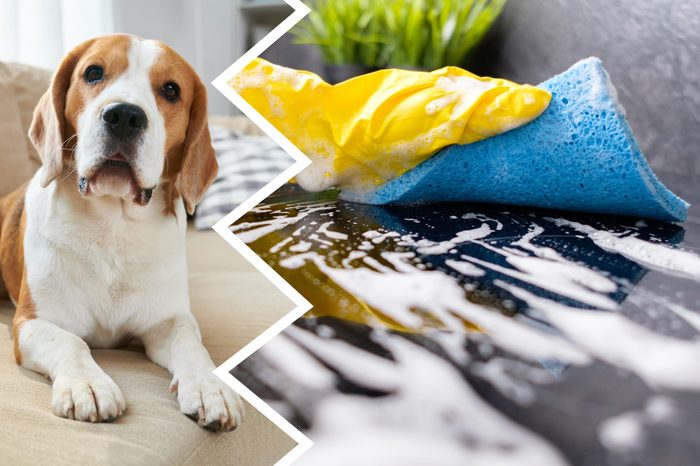 ammonia cleaning products dogs