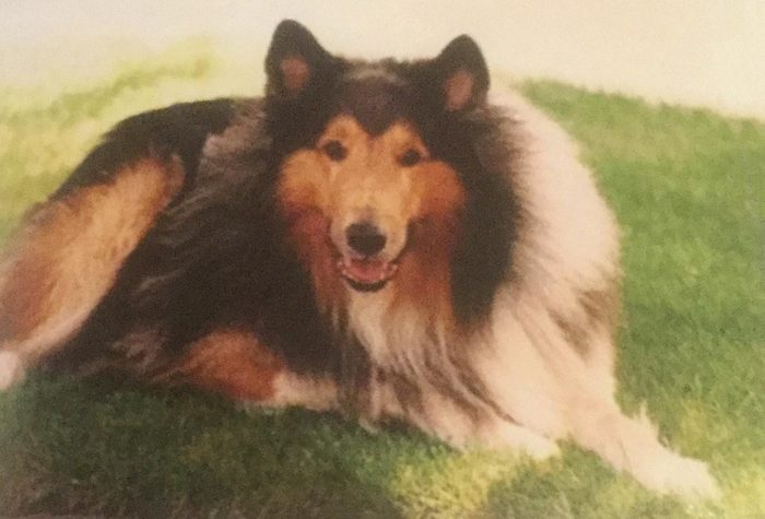 charlie dog