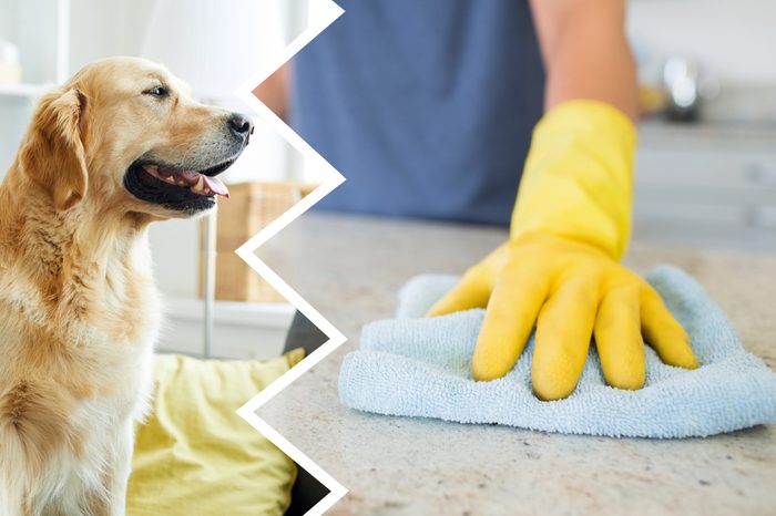 counter cleaner dogs