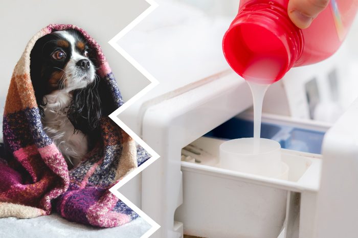 fabric softener dogs cleaning products