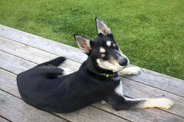 Mixed Breed Puppy Dog - Husky and Labrador Retriever - Photographic Effects