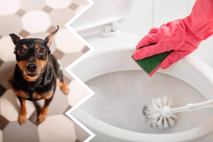 toilet cleaner dogs