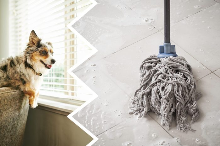 bleach cleaning product dog