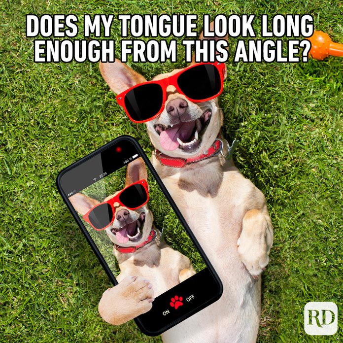 Dogmeme11