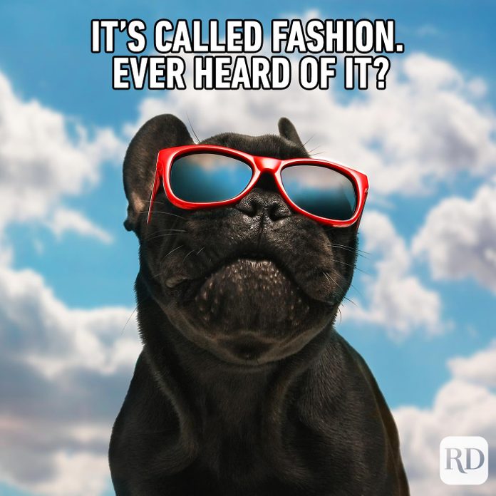 Dogmeme14