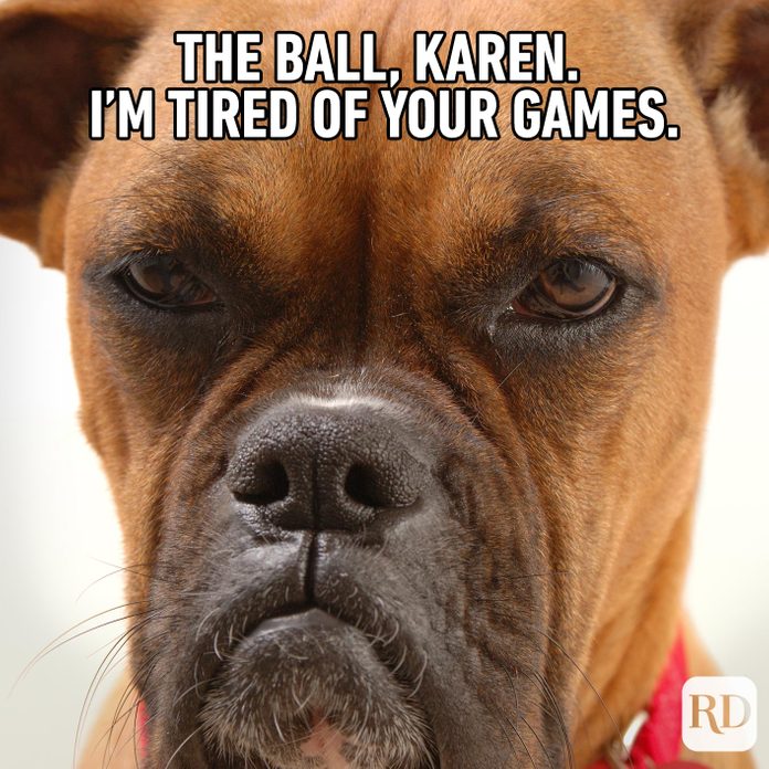 Dogmeme4