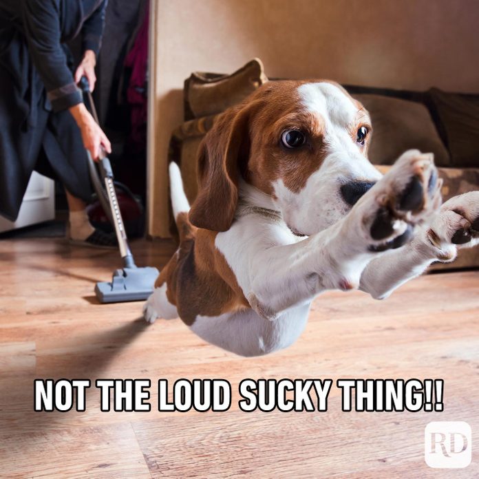 Dogmeme7
