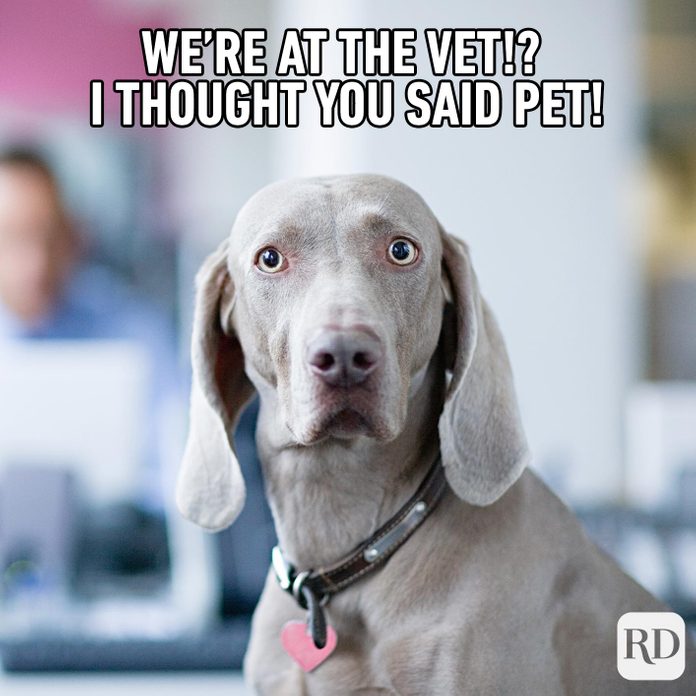 Dogmeme8