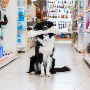 Dog holds large bone, sitting in a pet store aisle surrounded by various pet supplies on shelves.