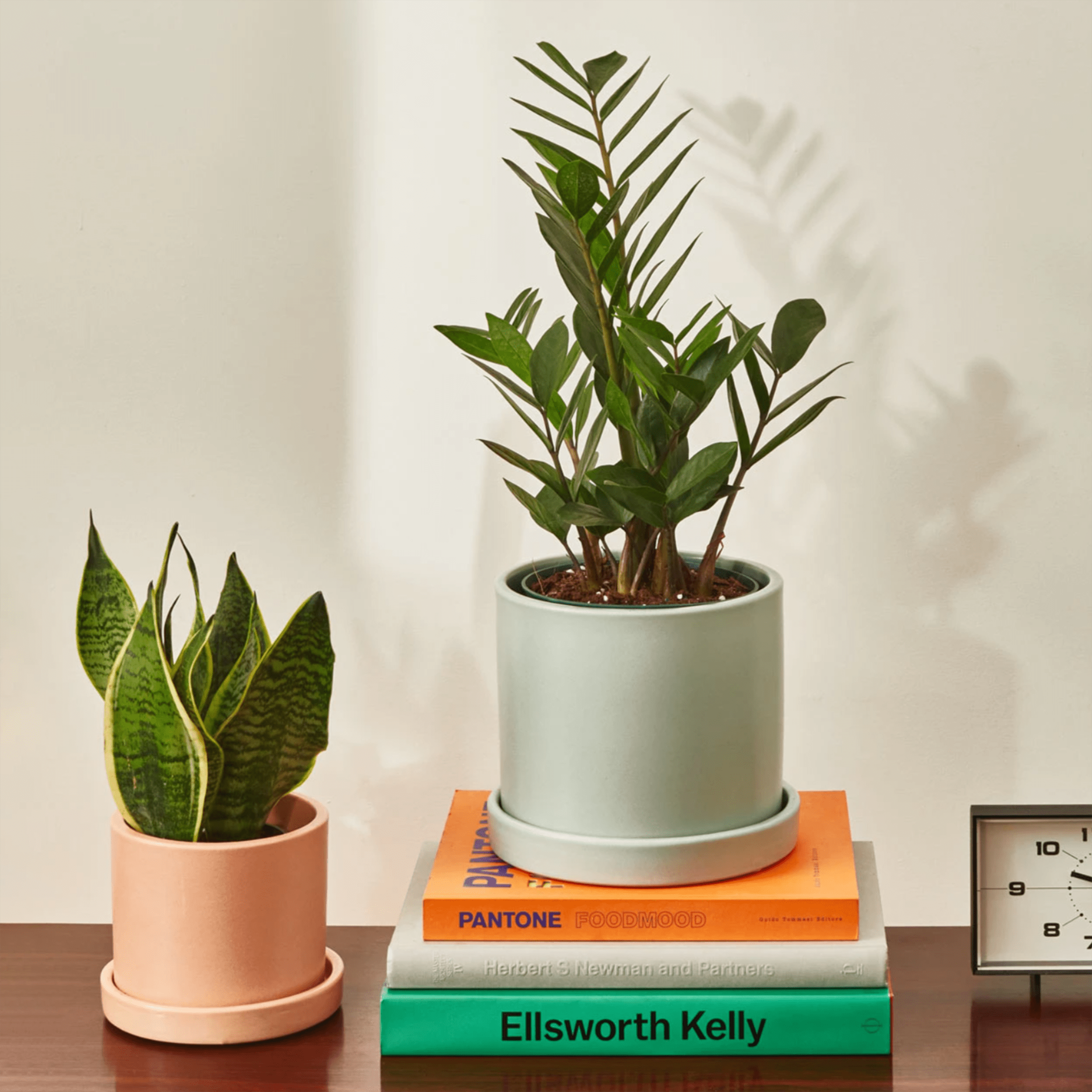 ZZ plant