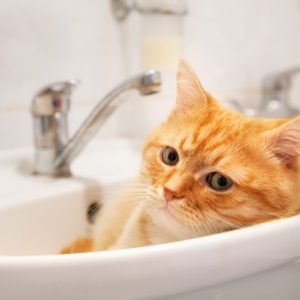 Cat resting in bathroom sink, surrounded by silver faucets and tiled walls.