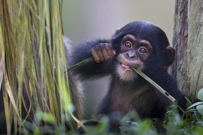 Chimpanzee baby