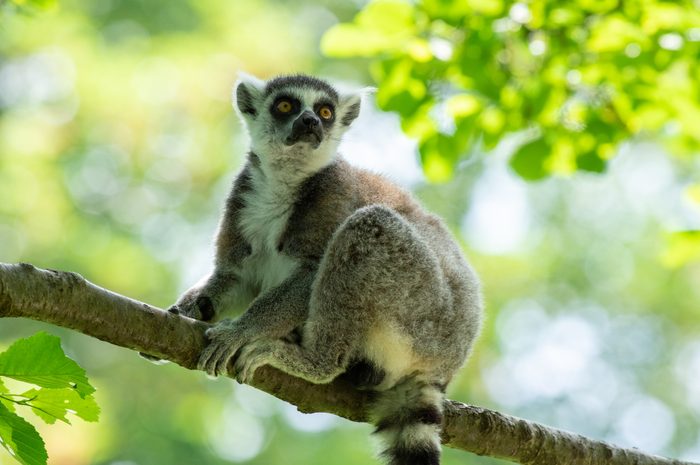 Ring-tailed lemur