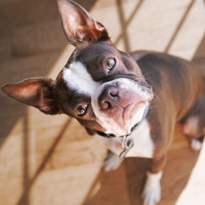 Dog tilting its head, looking up with curious eyes, sitting on a sunlit wooden floor indoors.