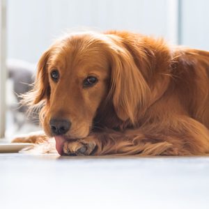 Golden retriever licking its paw, lying on the floor indoors, near a white bowl, in a softly lit room.