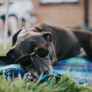 Dog wearing sunglasses rests on a blanket outdoors, with blurred people sitting in the background.