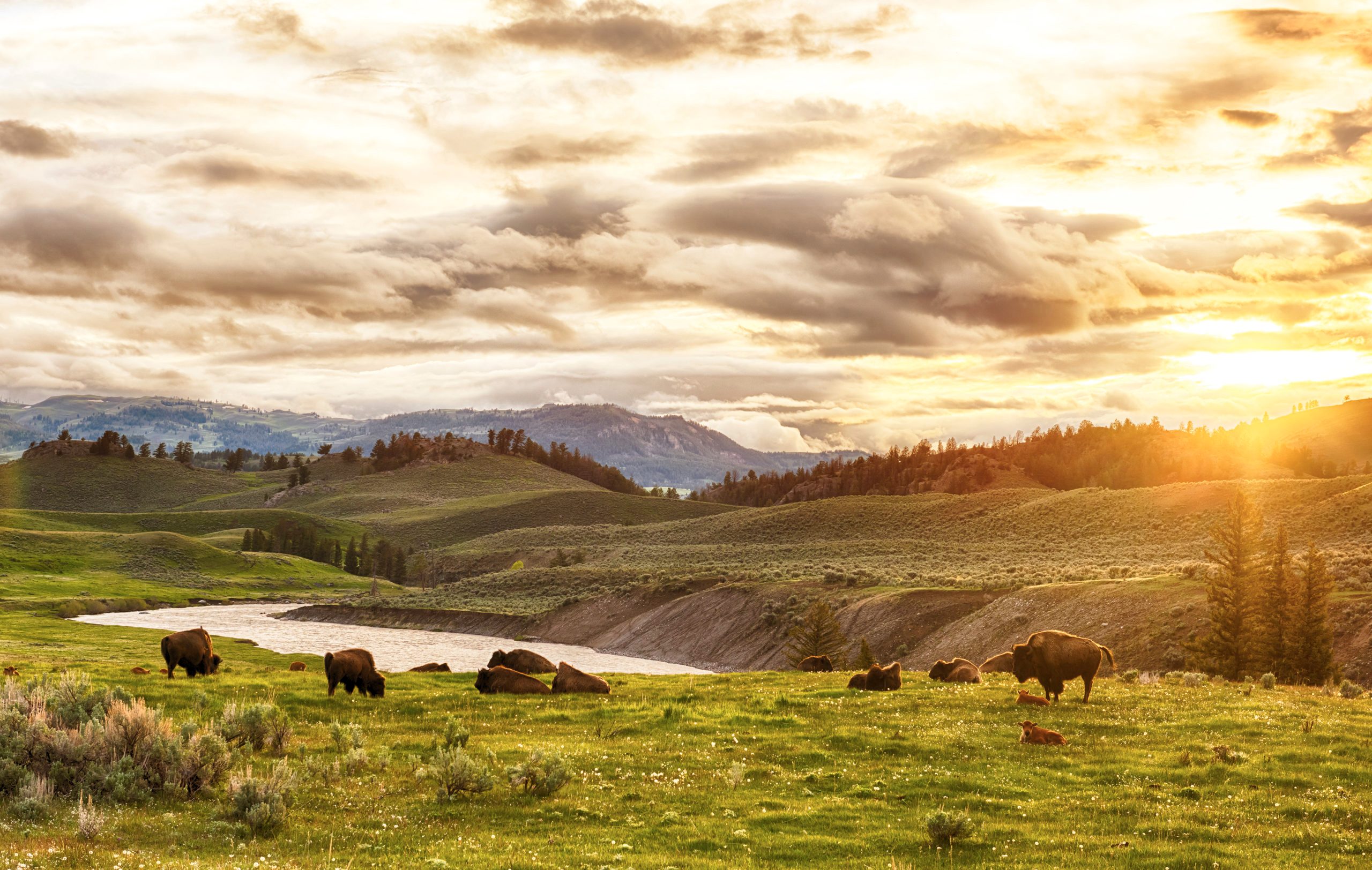 Buffaloes