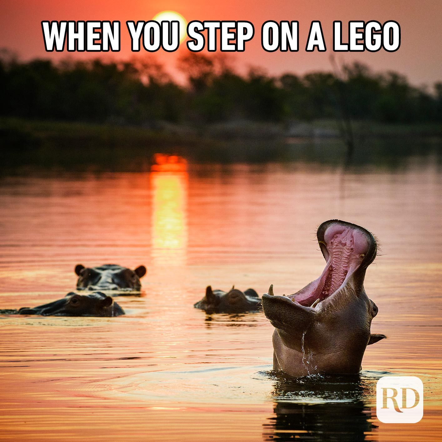 Hippo rising out of water to scream. Meme text: When you step on a Lego