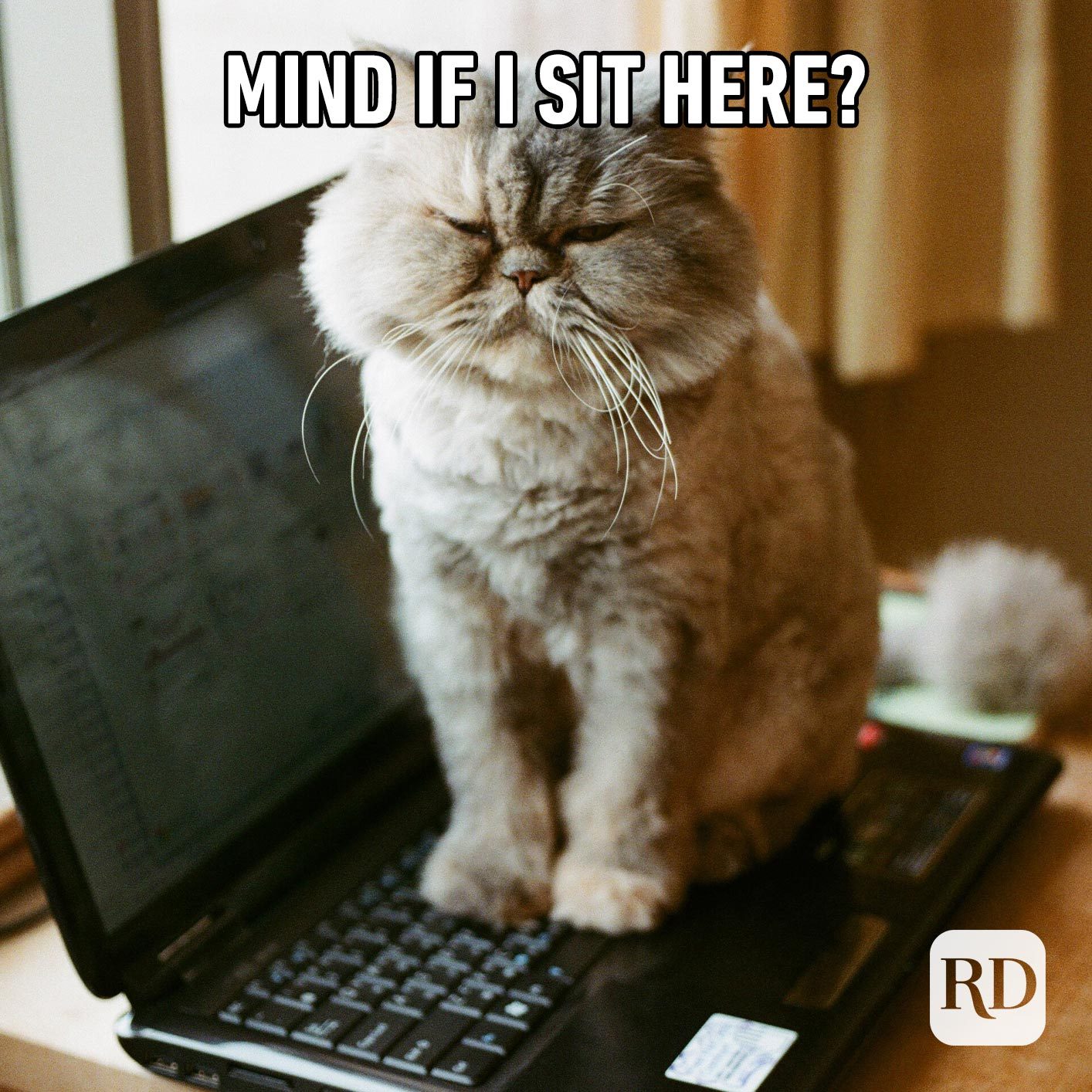Cat sitting on laptop keys. Meme text: Mind if I sit here?